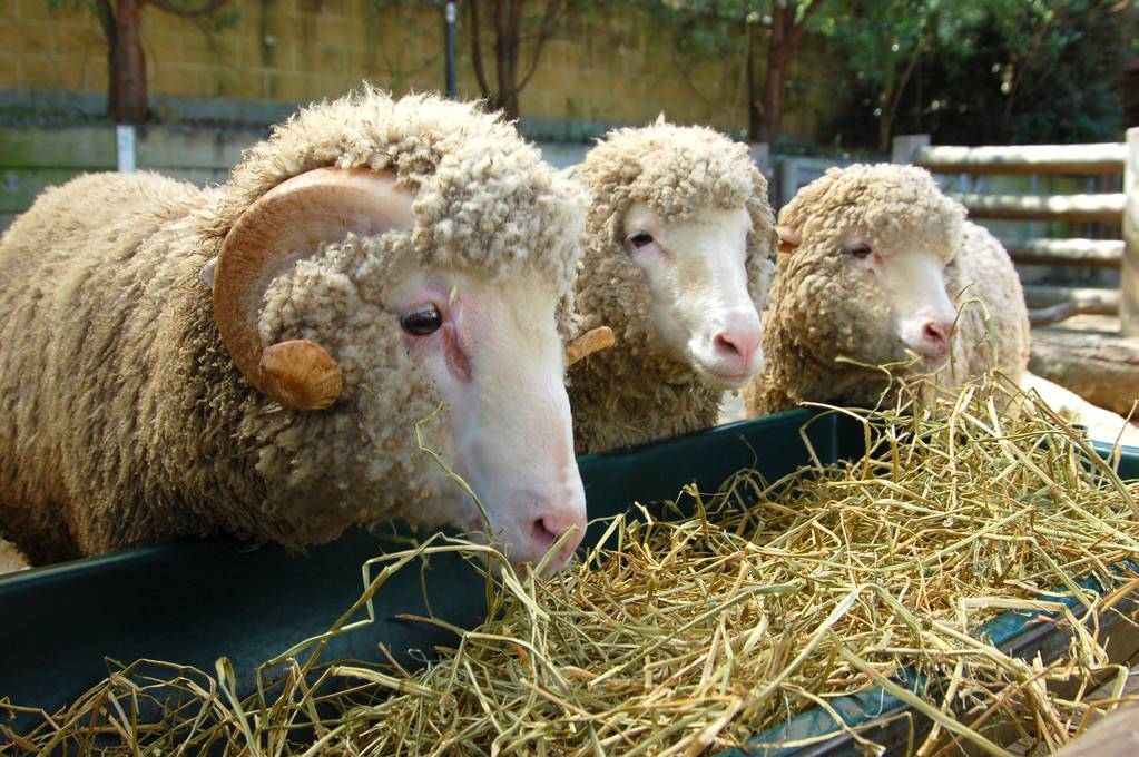 科学家发现雄绵羊长寿秘诀,或适用于人类,但可能没有