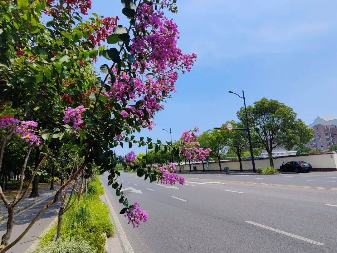 紫薇花开红成片，长宁的夏景添靓色！