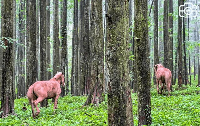 重庆大山深处偶遇一群野马，牠们在林中奔跑，成一道靓丽的风景线