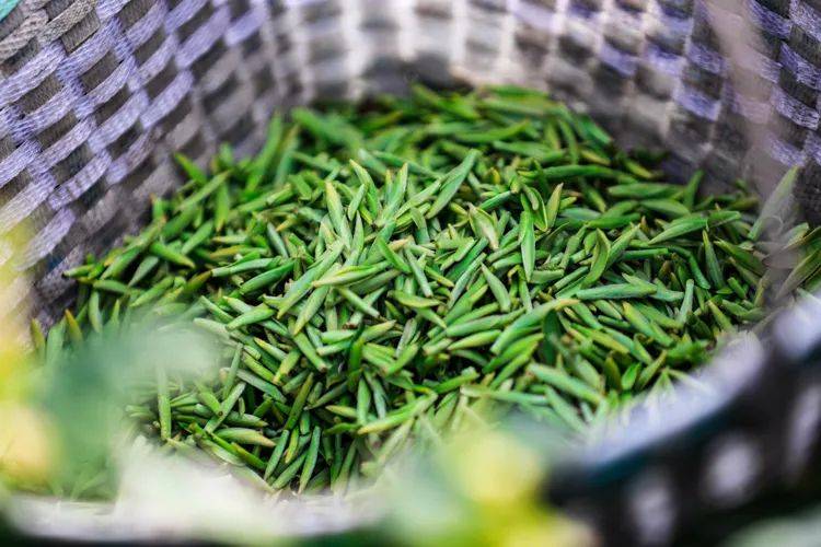 探秘特金奖品牌东海龙舌