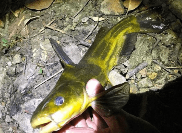 黄颡鱼钓法你会么?学会能爆护,炖一锅美滋滋_黄辣丁_内脏_生活