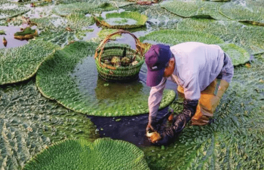 俗称水八仙8种长在水下的名贵蔬菜吃过4种以上是资深吃货