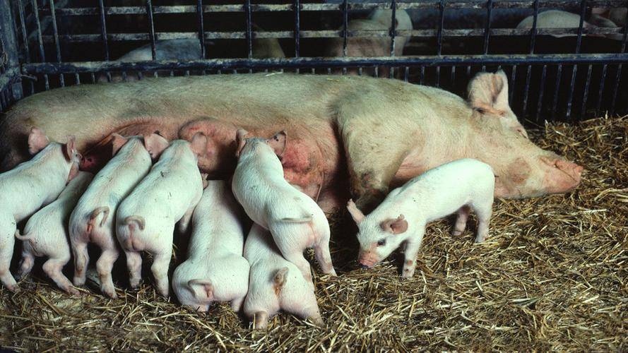 此外,母猪体质差,还会导致母猪出现难产,奶水少,不发情等问题
