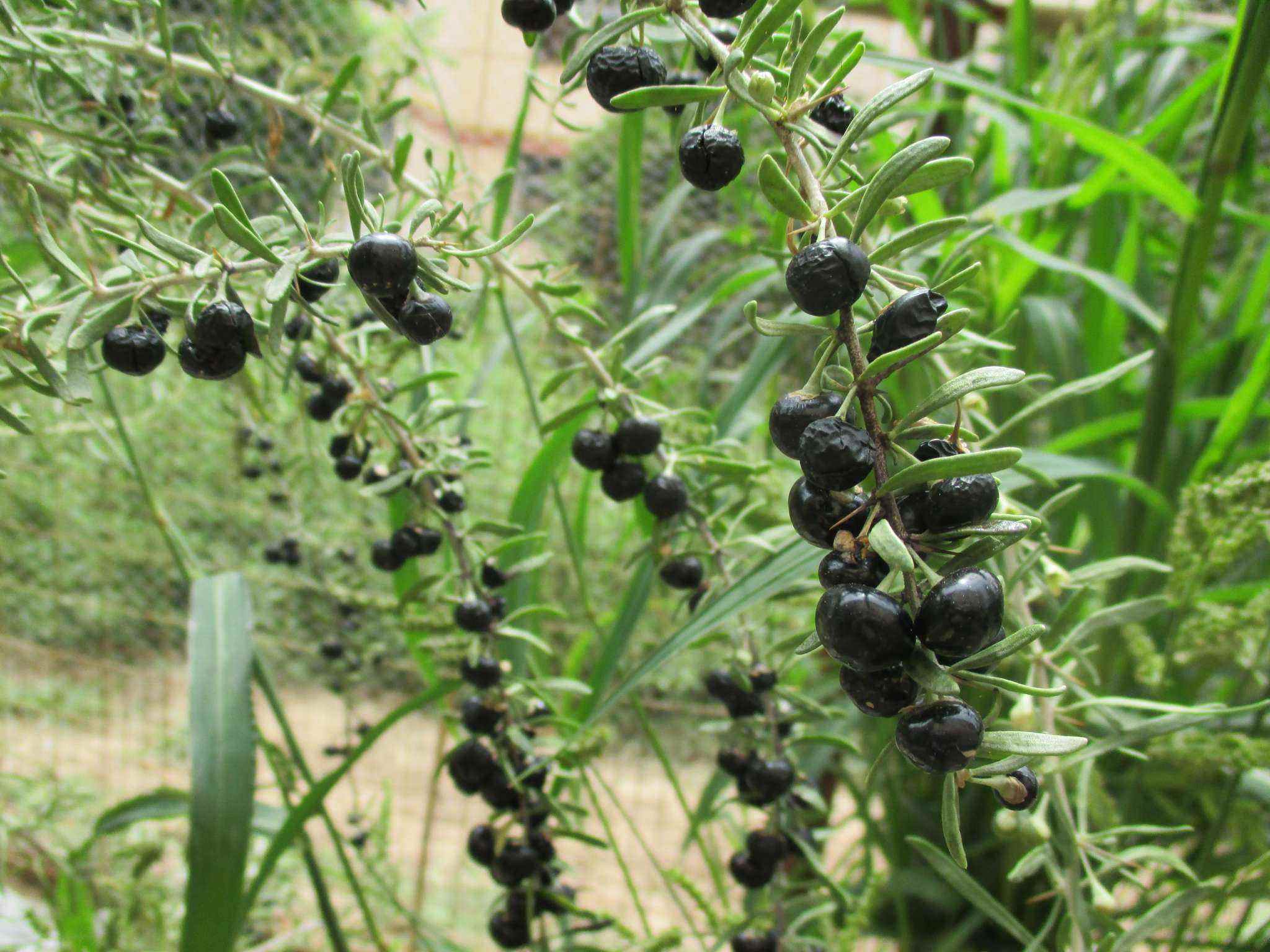 1斤卖1000元的黑枸杞农民高价购买种苗种植成功后方知是骗局