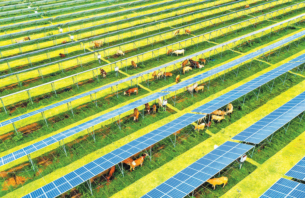 光伏发电项目推进了发电和养殖的共同融合发展,实现了发电增效,养牛