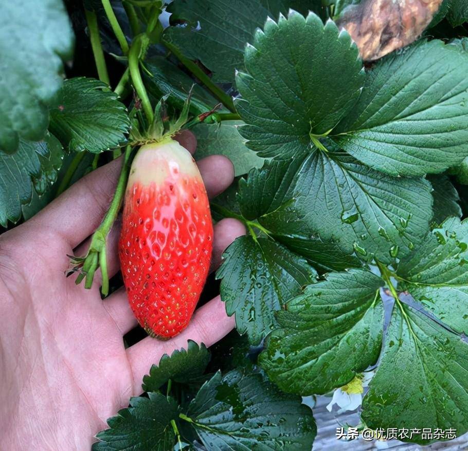 与普通圆嘟嘟的草莓不同,这种草莓长得细长且有个弯,与香蕉的外形很像