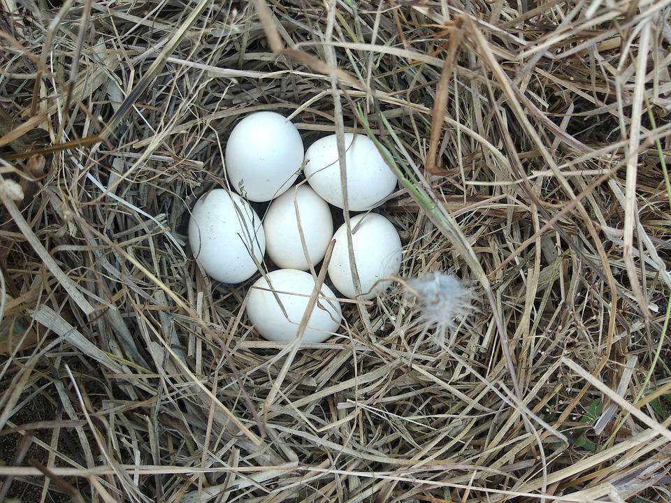 野鸡蛋孵化过程照蛋图图片