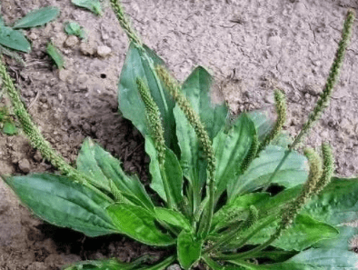 很常见,却不知价值珍贵,有食药价值,市场上20元一斤_食用_功效_农村