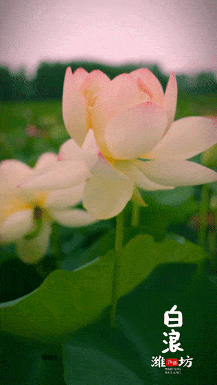 316_560竖版 竖屏gif 动态图 动图