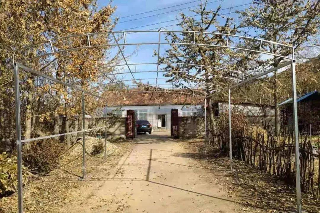 东港十字街镇:庭院经济助力新农村建设_农户_软枣_种植