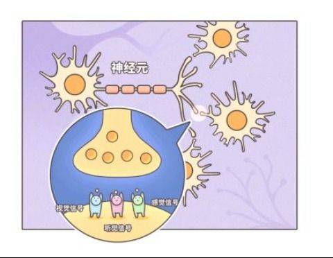 戒之馆分享宝宝大脑多个神经元之间的信号传递关键靠突触