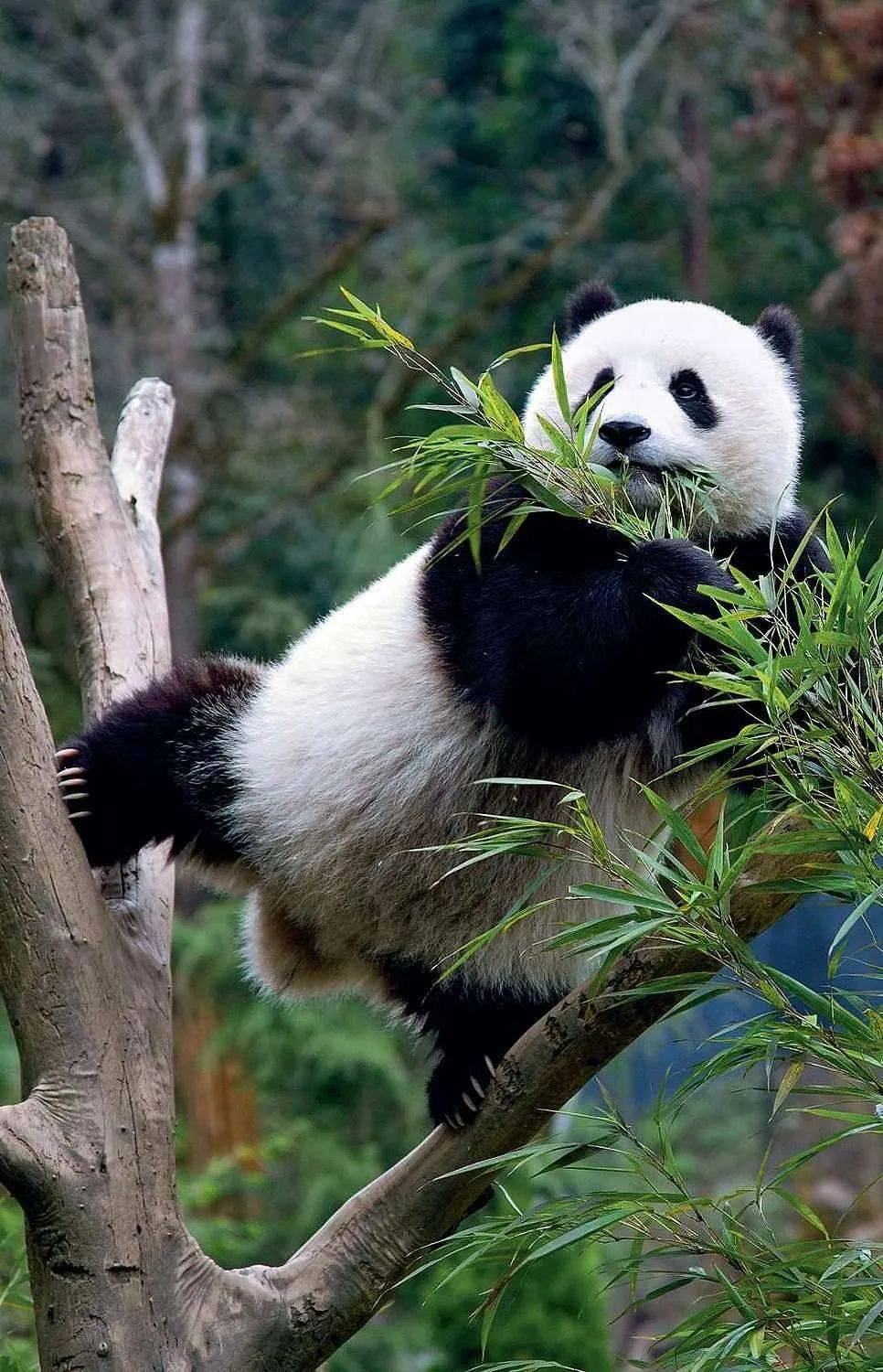 熊猫手机壁纸竹子图片