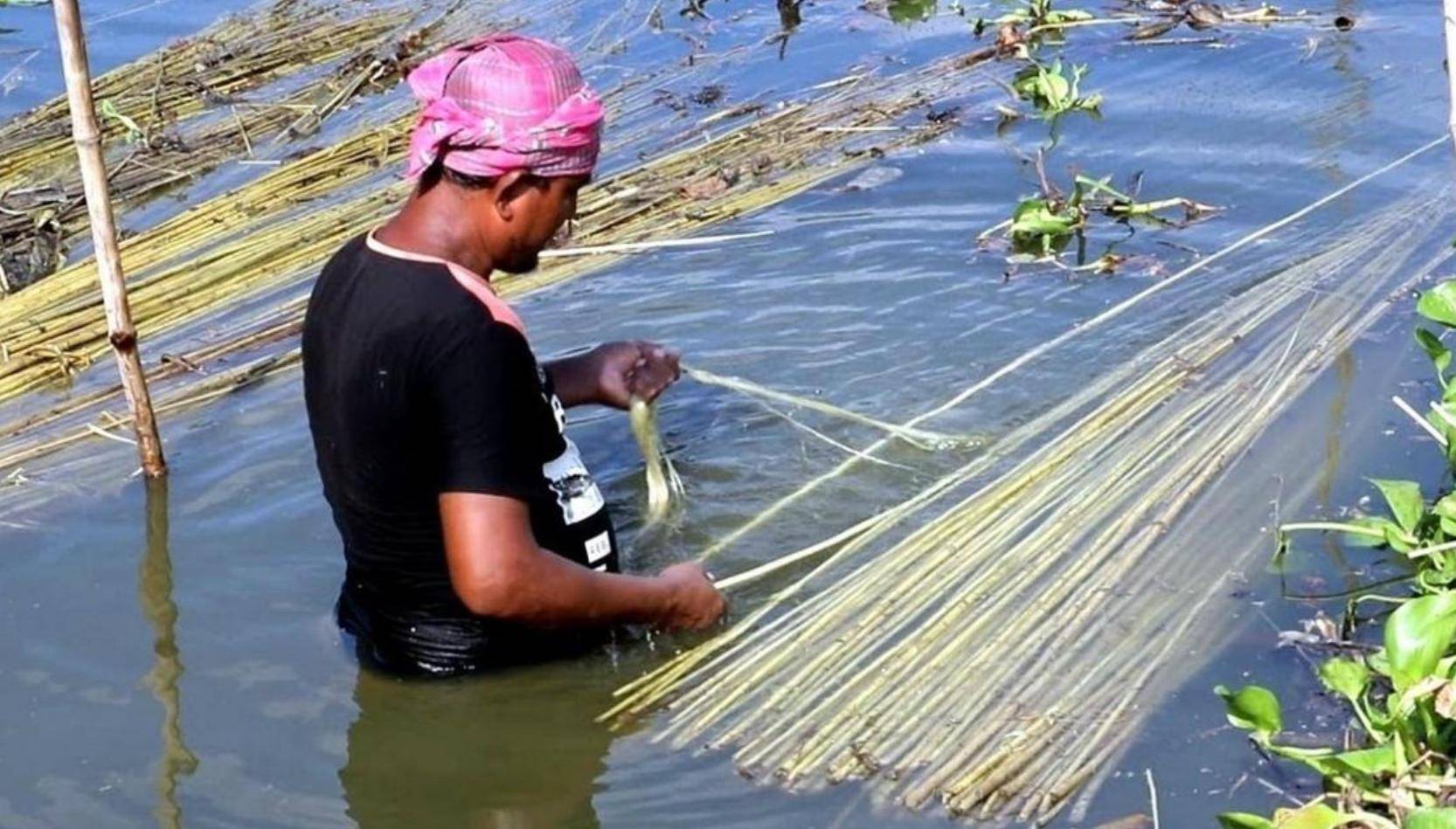 黄麻的欧美市场大值得一提的是,黄麻虽然在制作过程中会造成巨大的