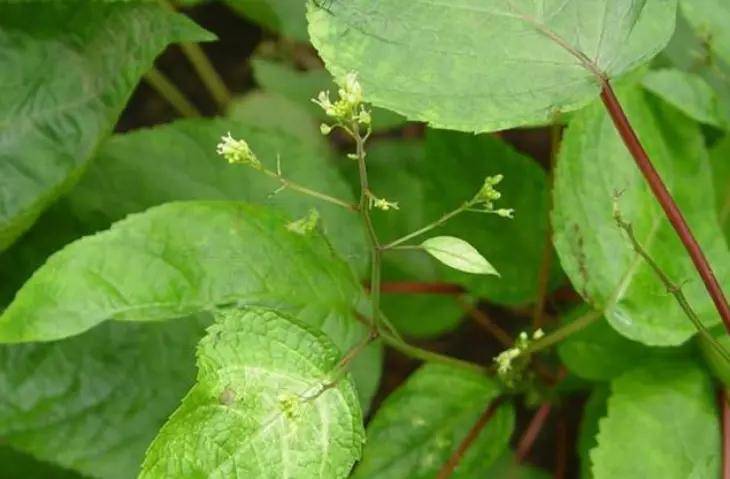 农村这种野草,名叫"九子不离母"一般用来喂家畜,不知稀罕珍贵_黄姑