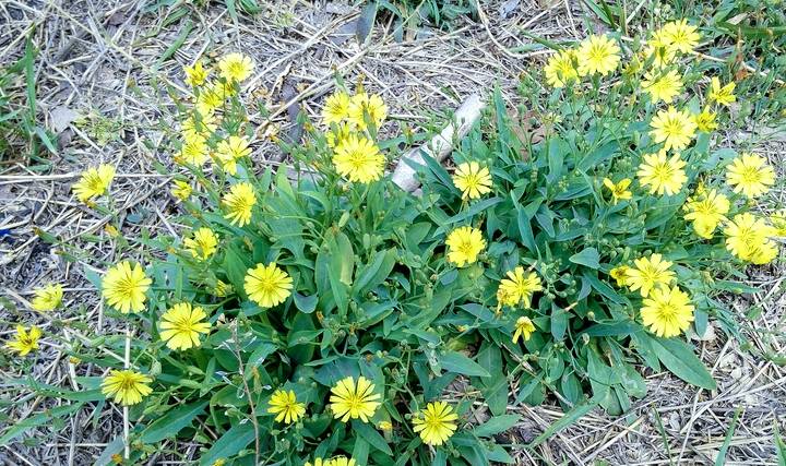 李时珍说它"安心益气,轻身不老",农村遍地是,却少人识_剪刀_野菜_植物