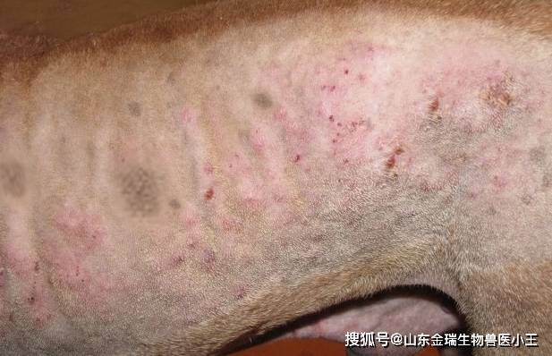 猪常见寄生虫病——疥螨虫