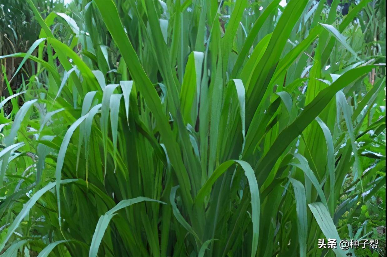 原创牛羊和鱼都比较爱吃的苏丹草苏丹草的种植方法和管理介绍