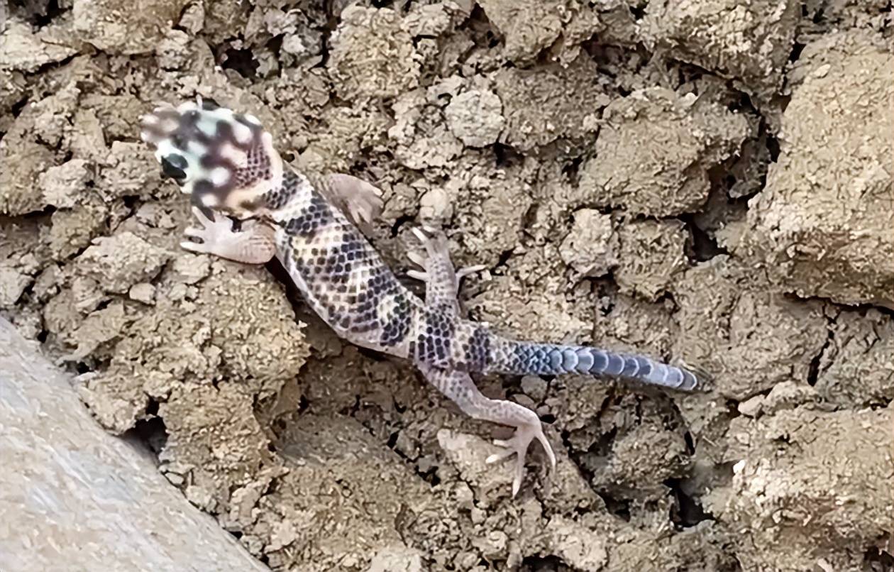 原创霍城发现新疆沙虎宽眼圆鼻白天躲在洞穴中晚上出来觅食