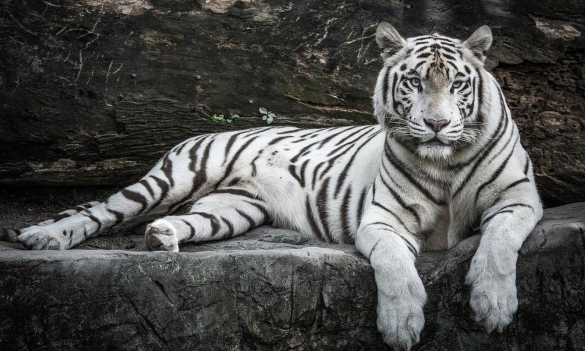 原创山东威海出现雪虎全身洁白如雪10万老虎里才能诞生一只