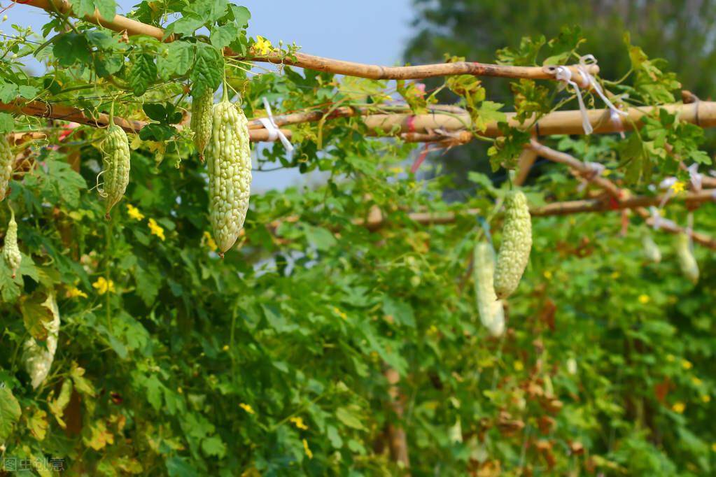 苦瓜如何种植才能优质高产苦瓜常见病虫害怎样防治效果好