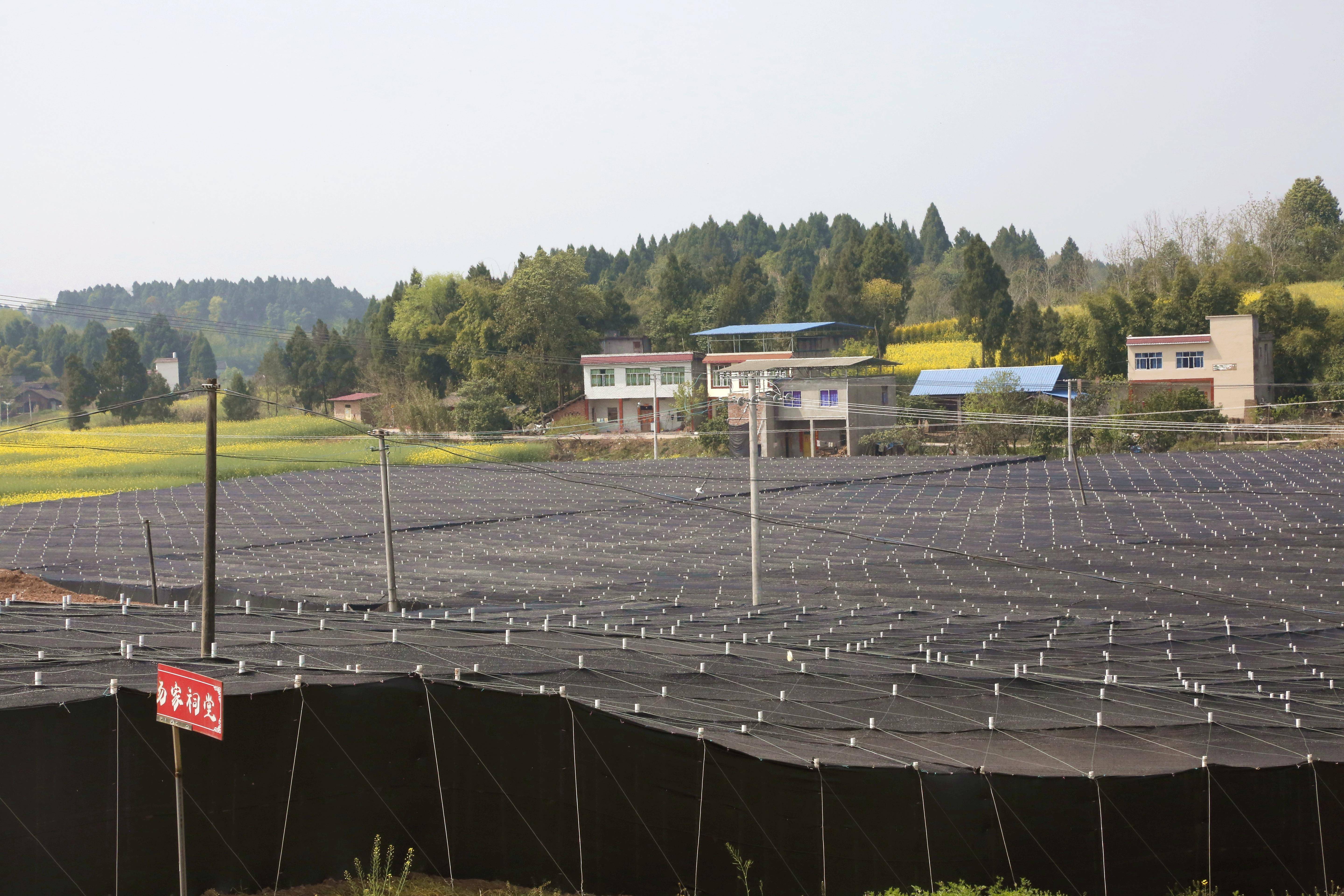 宝林镇杨家祠村建成"三七"种植基地_村民_黄振波_药材