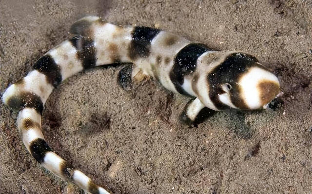 它有多神奇?_鲨鱼_胸鳍_猎物