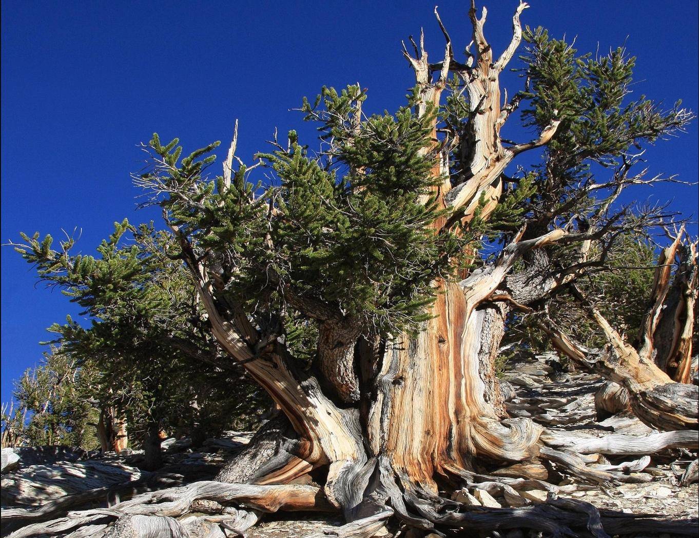 世界最长寿的树或将死去?