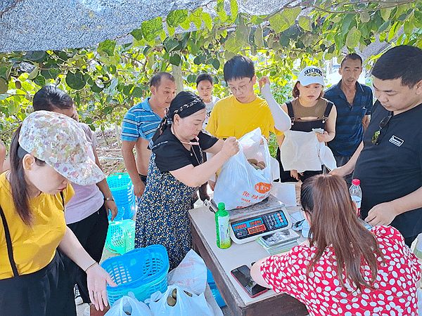 重庆涪陵：两个党支部携手志愿者助力江东猕猴桃销售 