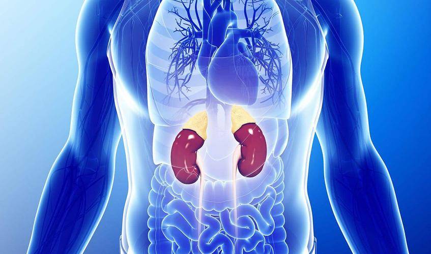 它是肾脏虚弱的死对头吃上几天,可以强肾壮腰,肾气十足似小伙_工作