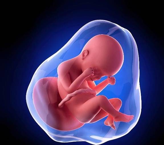 四个月胎儿位置示意图图片