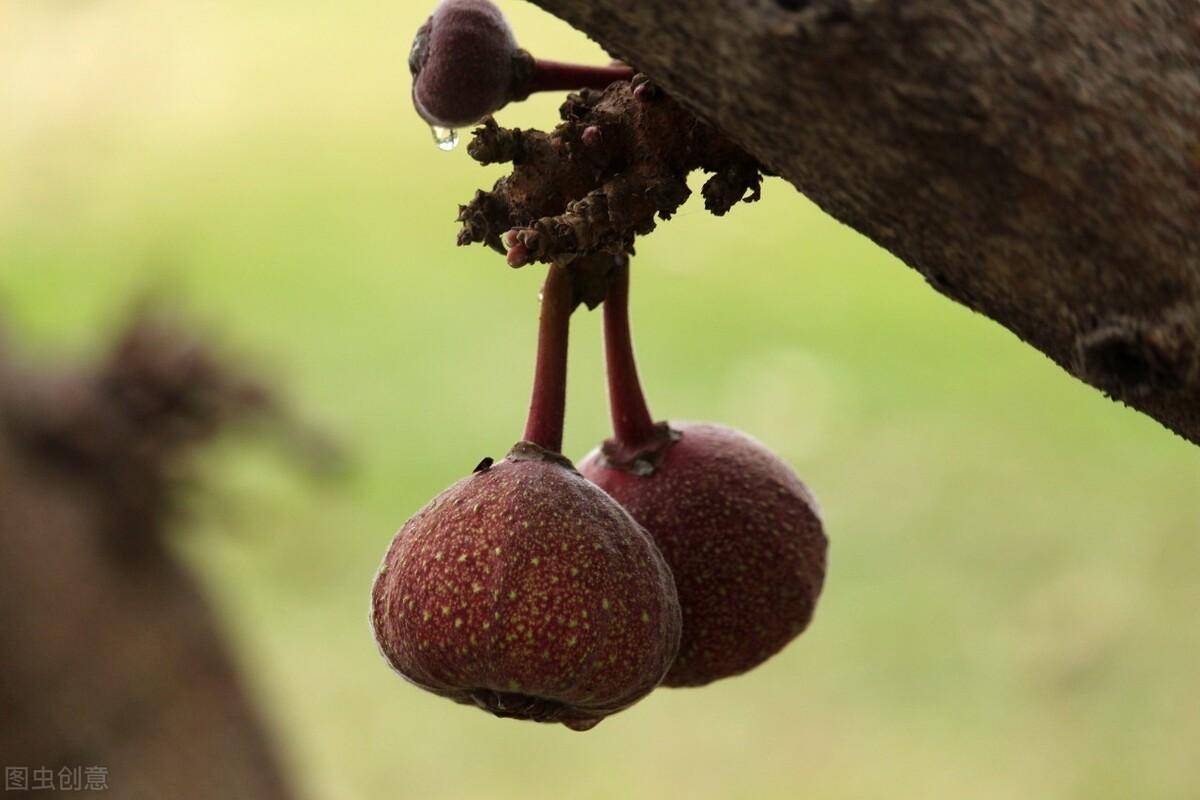 世界上最大的无花果—大果榕,产量,价格高,为何没被大规模种植_果实