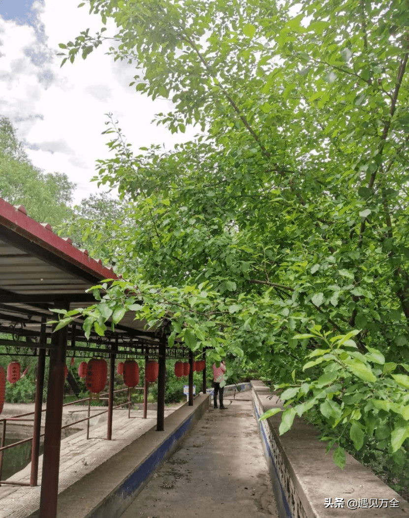 原创史话万全61孔家庄镇之逯家湾有一个与众不同的有机种植园地