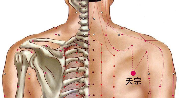 能舒筋活络,缓解疲劳,肩背疼痛常揉这个穴位就对了_肩胛_主治_按摩
