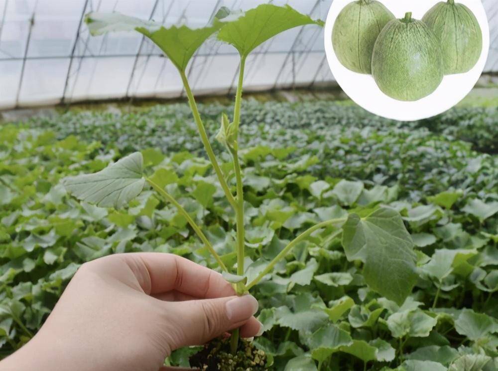 如何在露地栽培白瓜呢?这种方法种植简单,独特_种子_瓜苗_进行