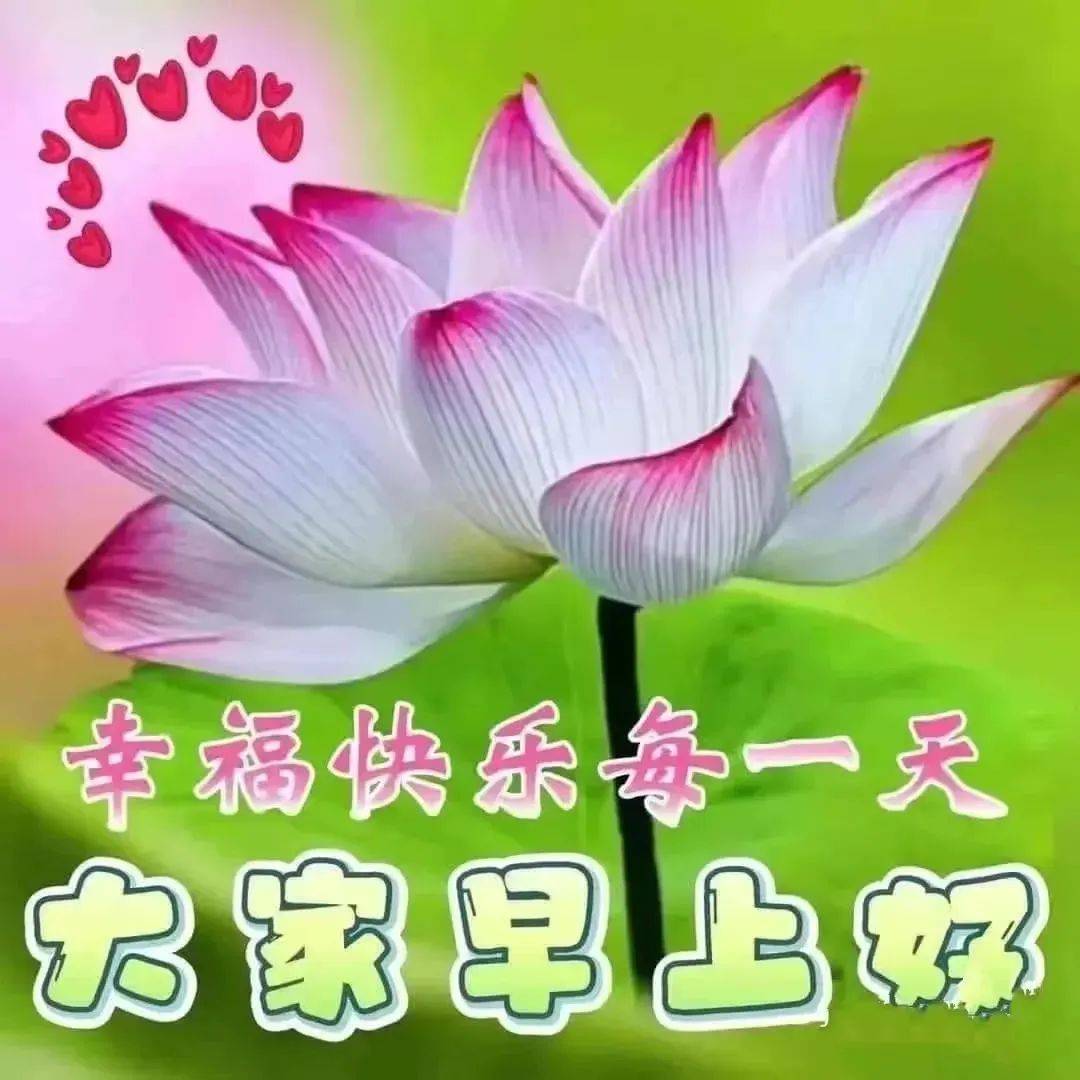早上好鲜花动画图片带祝福语 2022最美早安问候图片鲜花带字