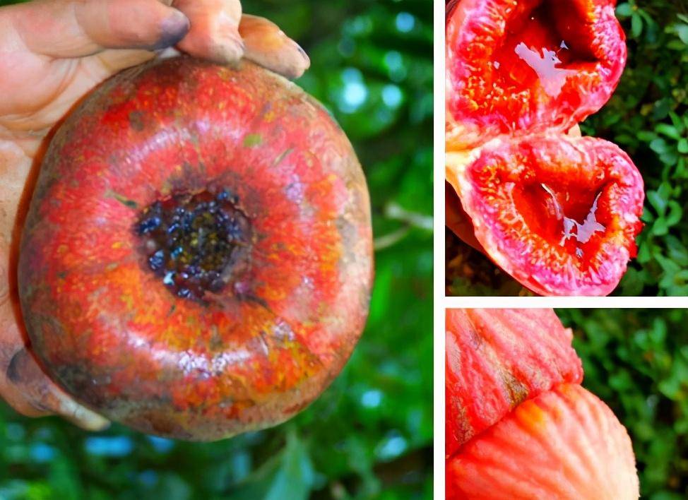 世界上最大的无花果—大果榕,产量,价格高,为何没被大规模种植_果实