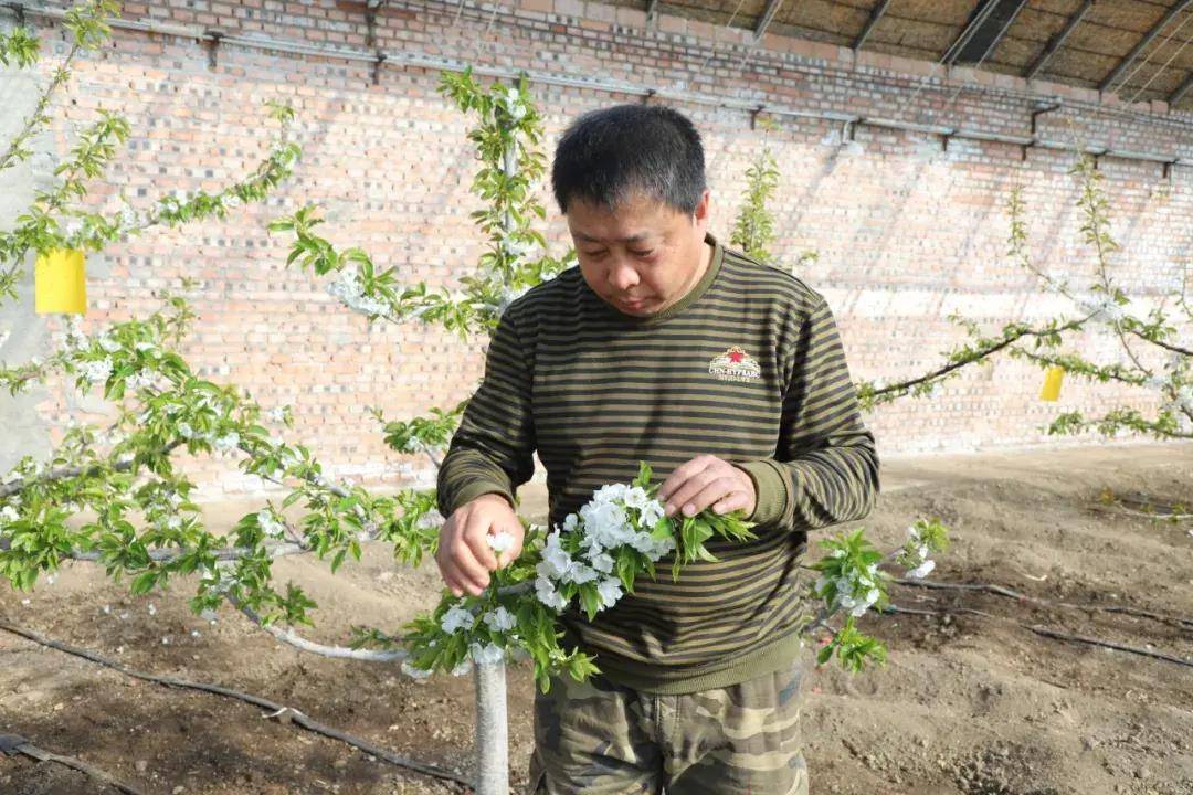 突泉县特色种植产业启动乡村振兴“马达”