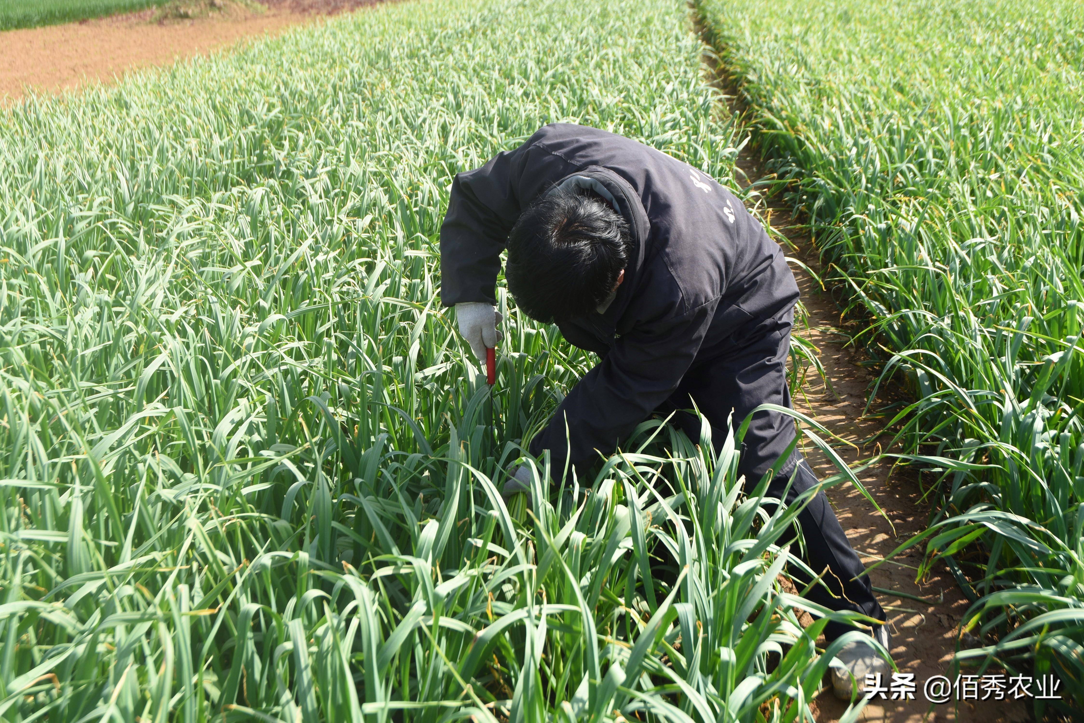 原創當代農民拔苗助長蒜薹還未成熟就收穫搞種植也需新花樣