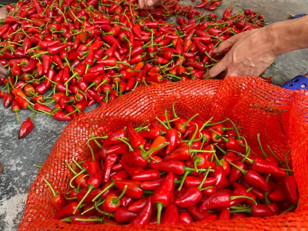 今年在村里集中种植270亩子弹头辣椒,通过与贵州省盈凯农业有限公司