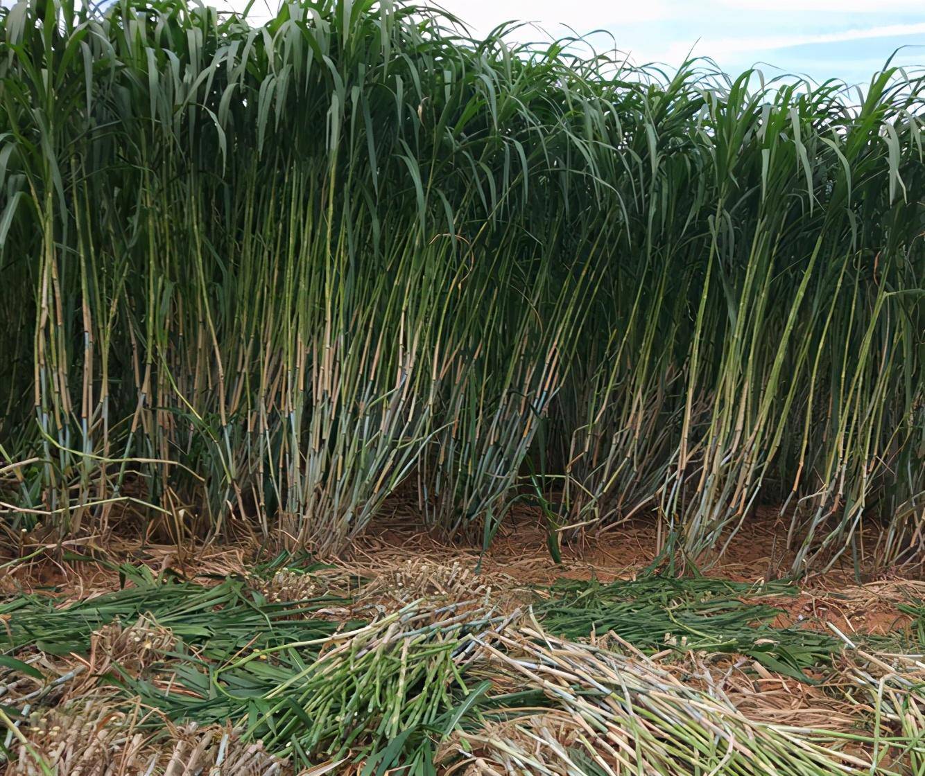 皇竹草种植方法图片