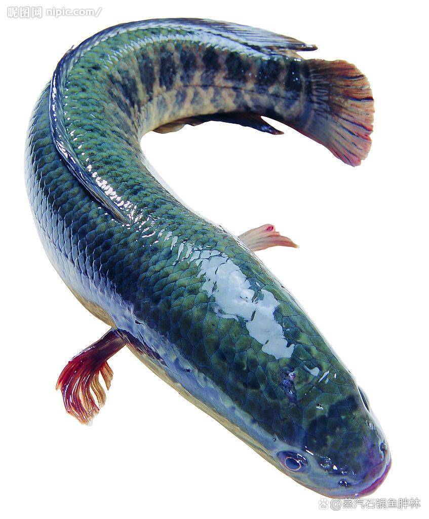 黑鱼全国淡水区域河流都可以养殖,生存能力比较强,肉质滑嫩红鮰鱼搜图