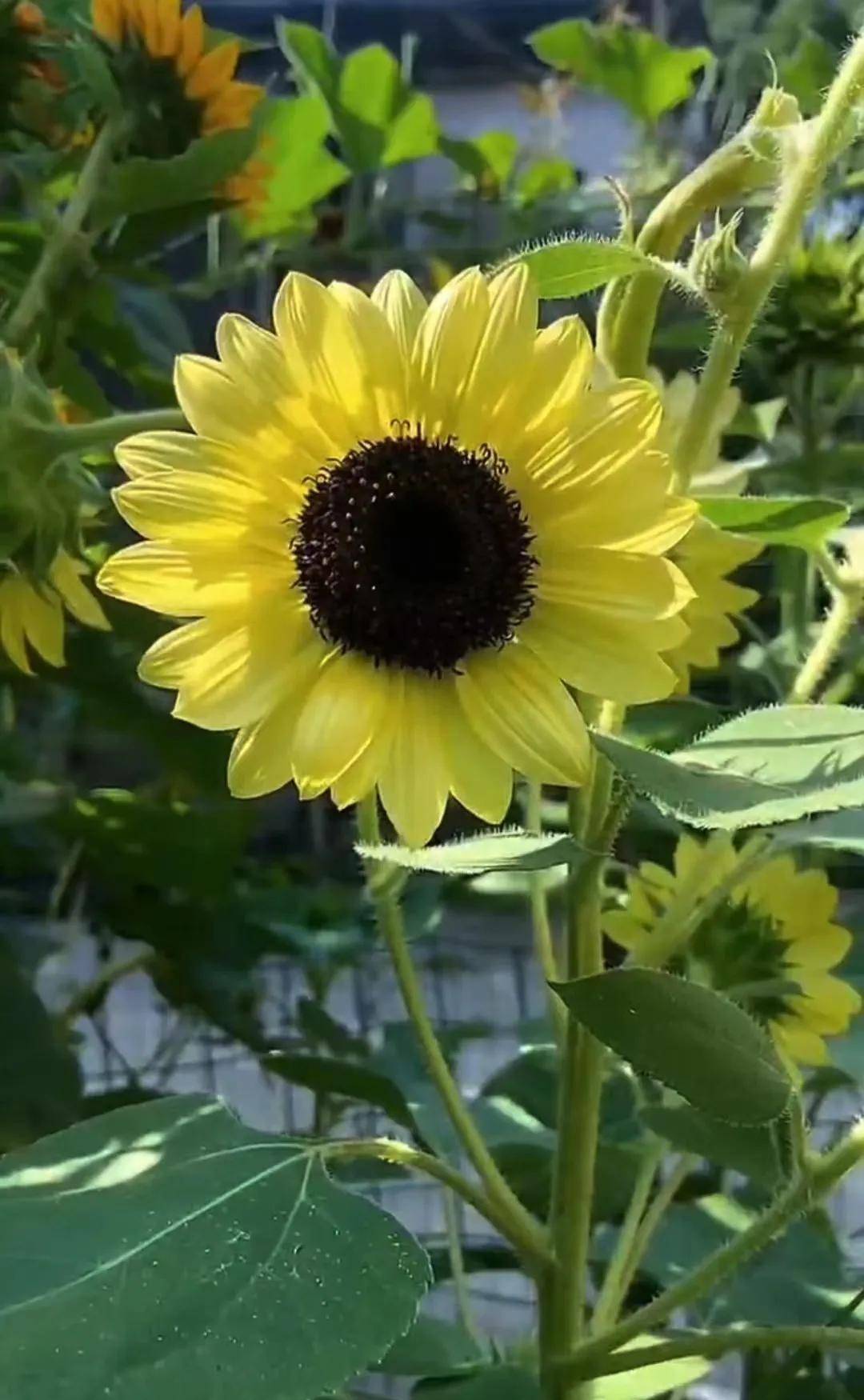 前半生已過,終於明白,女人不要太能幹,承擔太多,不能讓人家習慣我們的