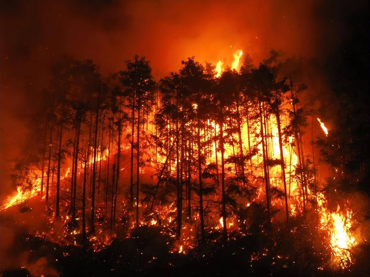 其实高覆盖率森林还会给我们带来其他的隐形灾害