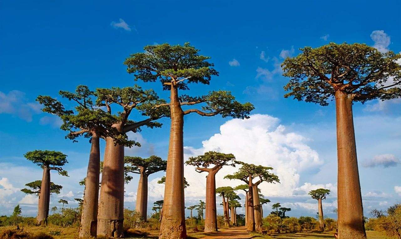 猴面包树学名其实叫波巴布树,猢狲木,主要分布在南非,马达加斯加,等