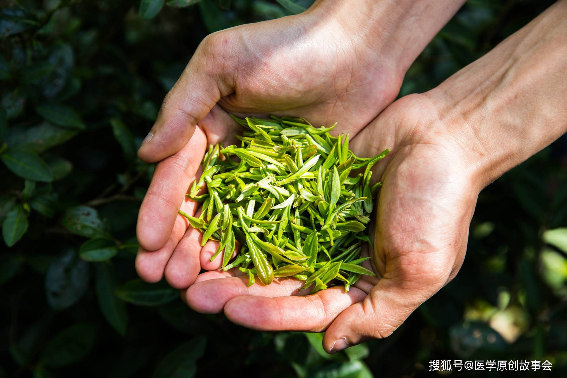 每天至少喝三杯茶？喝茶多的人反而不容易得癌症？医生告诉你真相