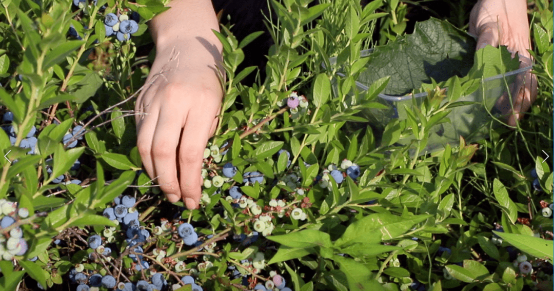 美味蓝不住一起去长白山池西区采摘蓝莓吧