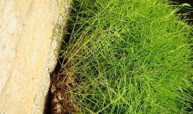 农村1种"千眼草",1年不管长满1亩地,牛羊不食,可真"缺德"_问荆_野草