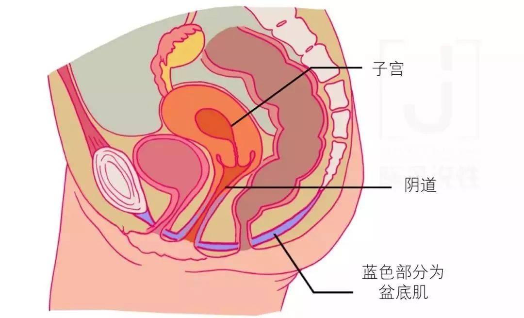 阴道