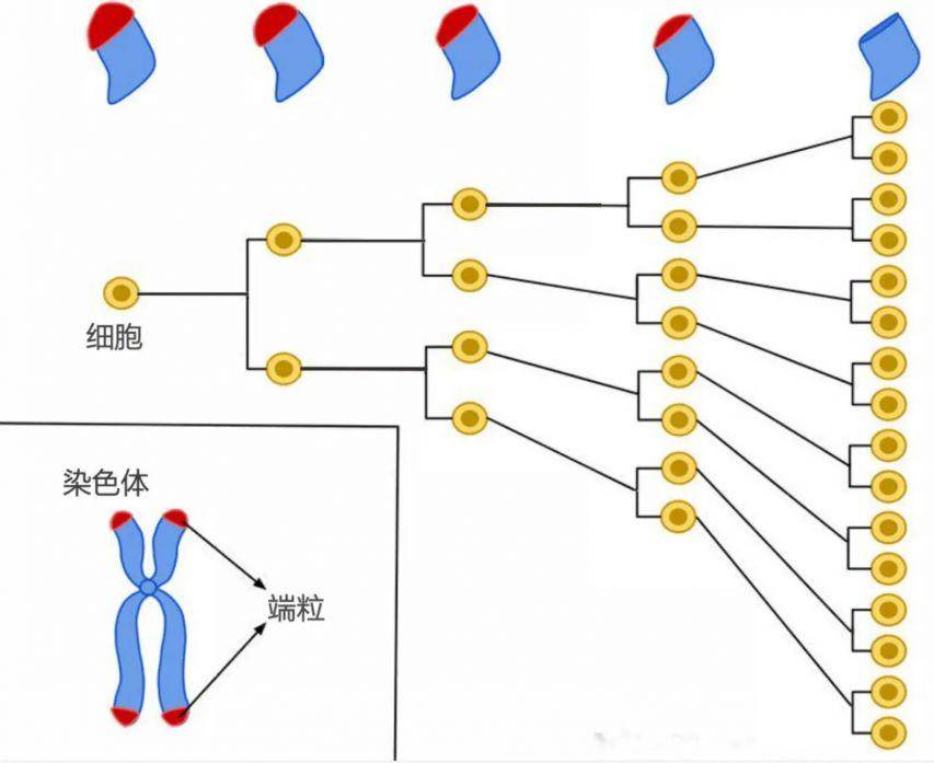 122岁是生命极限？人类究竟有没有可能突破寿命天花板？