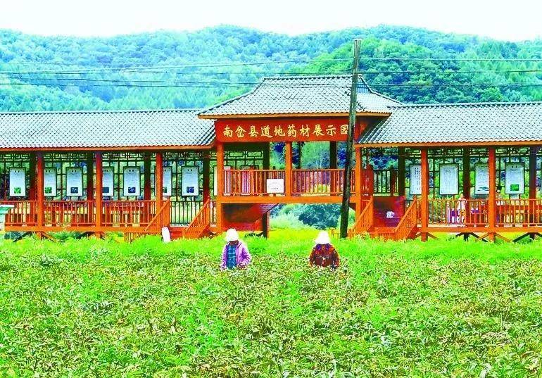 黑龙江南岔:北药产业助推经济高质量发展_种植_建设_药材